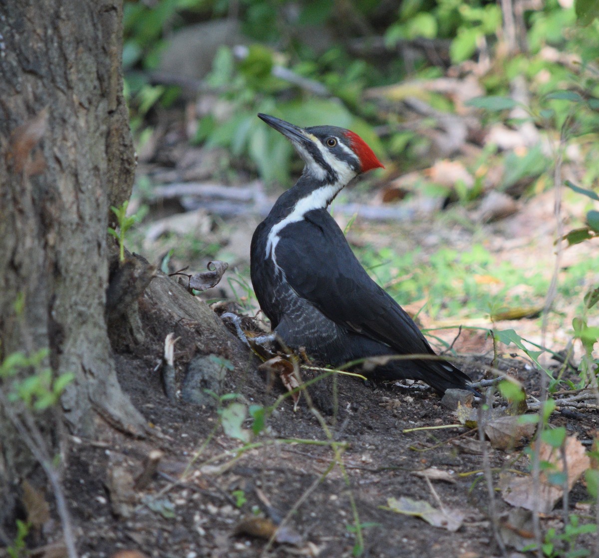 Pileated Woodpecker - ML609206609