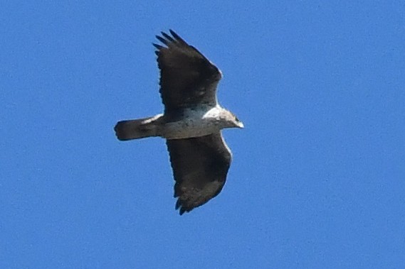 Bonelli's Eagle - Juan José  Bazan Hiraldo