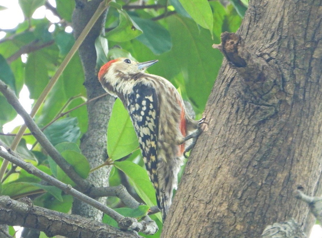 Yellow-crowned Woodpecker - ML609206767