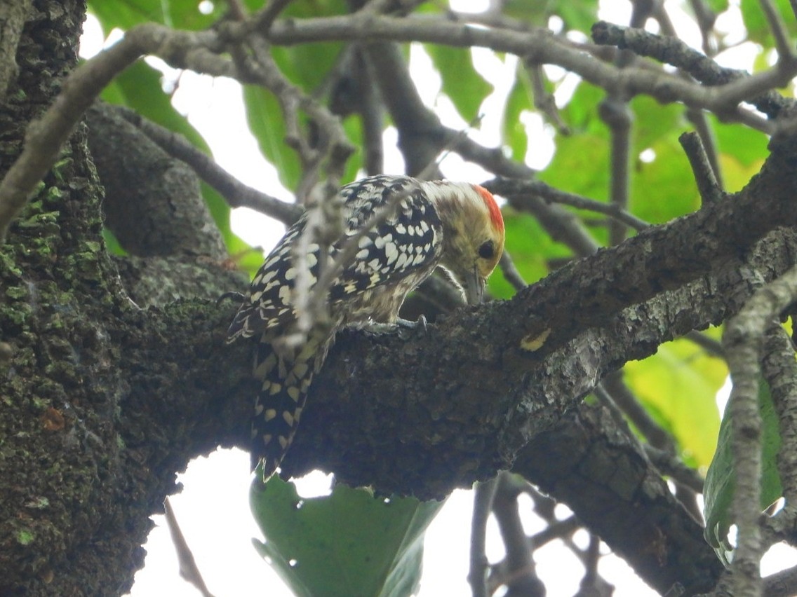 Yellow-crowned Woodpecker - ML609206768