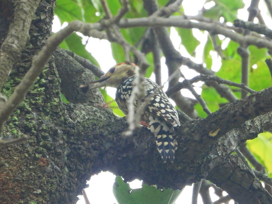 Yellow-crowned Woodpecker - ML609206769