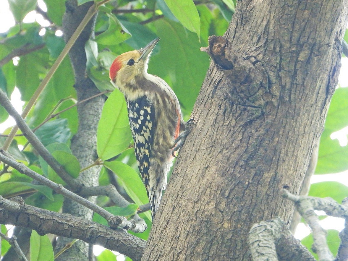 Yellow-crowned Woodpecker - ML609206770