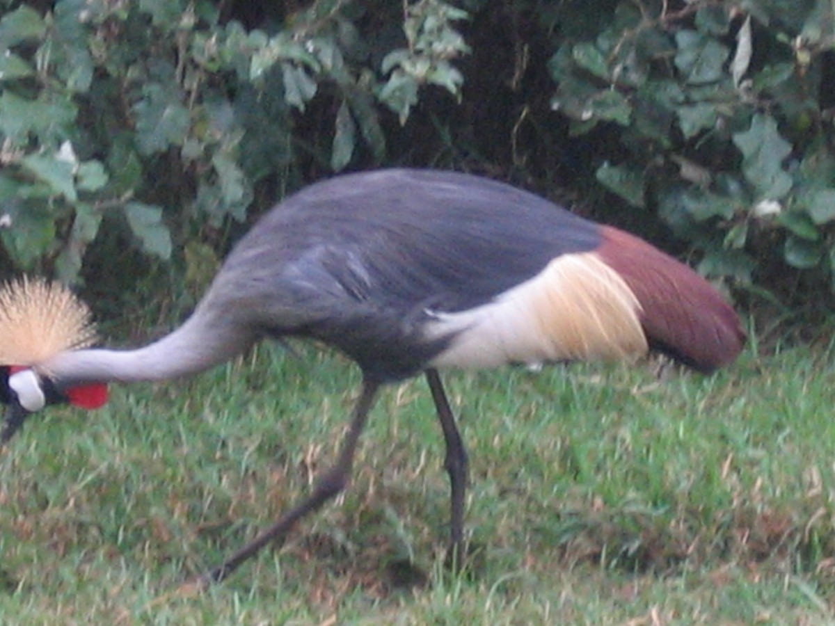 Gray Crowned-Crane - Samanvitha Rao