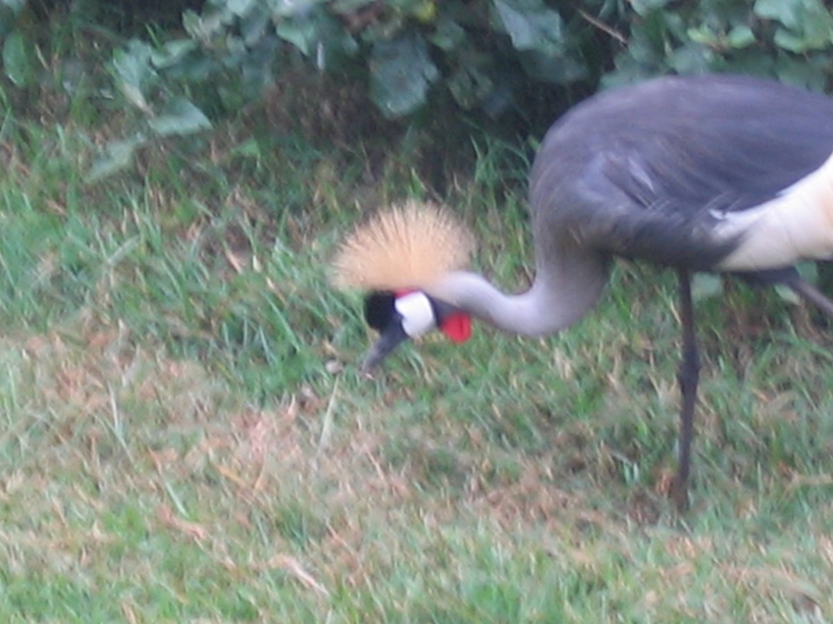 Gray Crowned-Crane - ML609206814