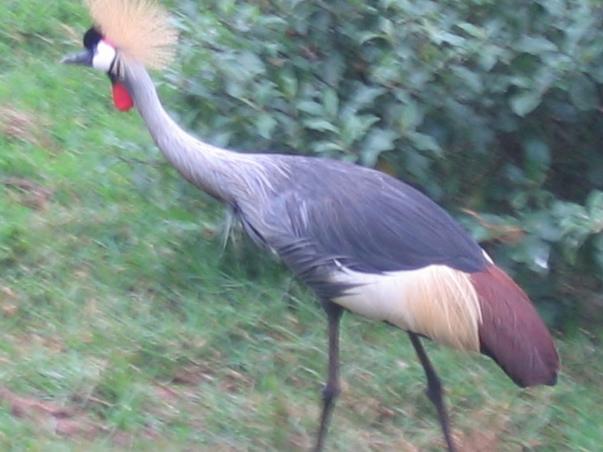 Gray Crowned-Crane - ML609206815