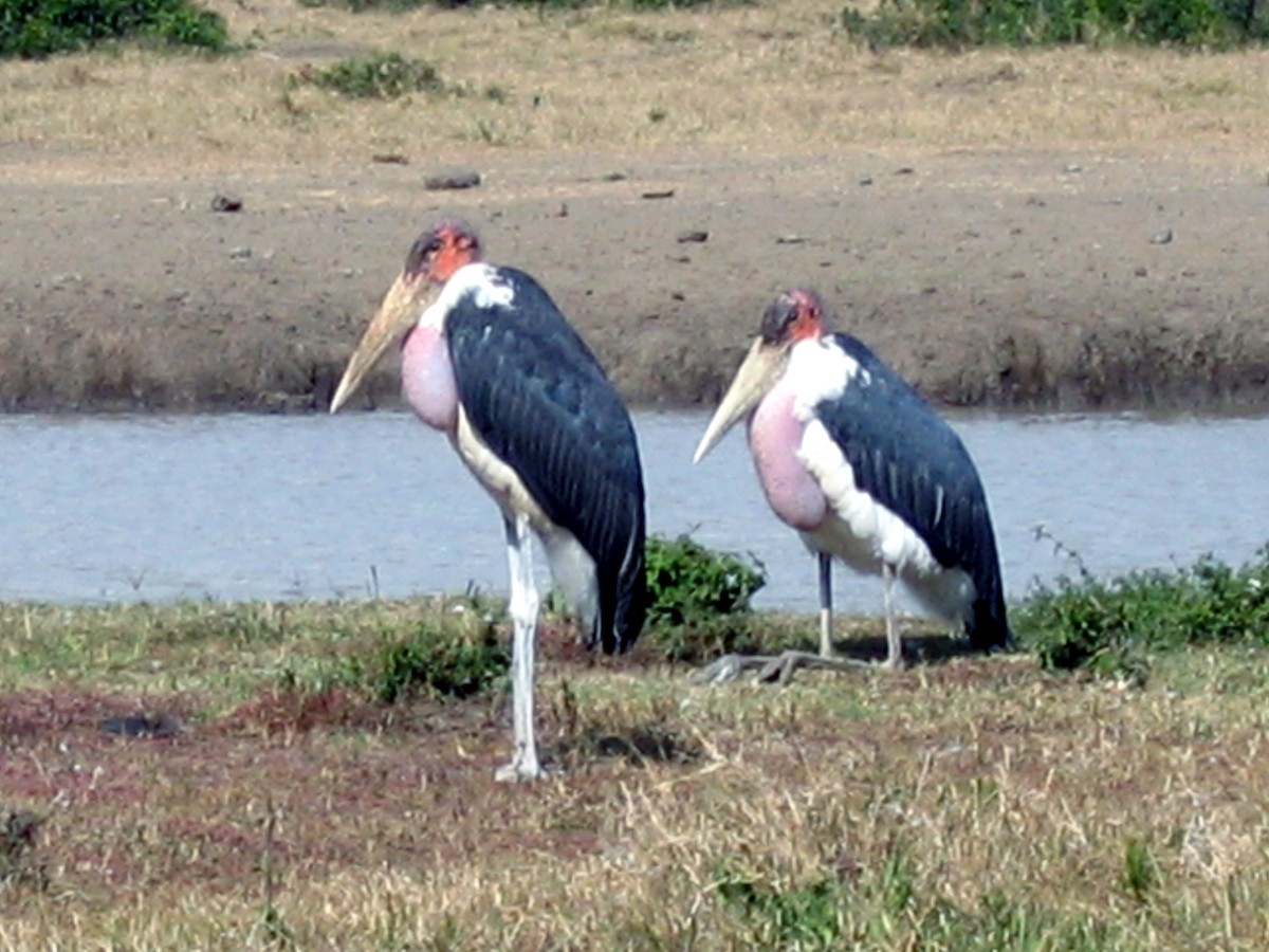 Marabou Stork - ML609206861