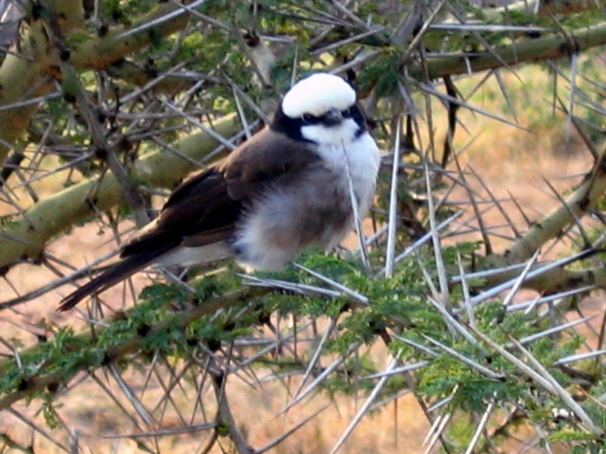 Gray-backed Fiscal - ML609206949