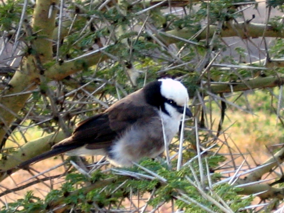 Gray-backed Fiscal - ML609206950