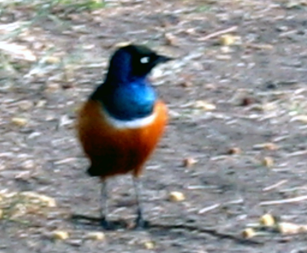 Superb Starling - ML609206974