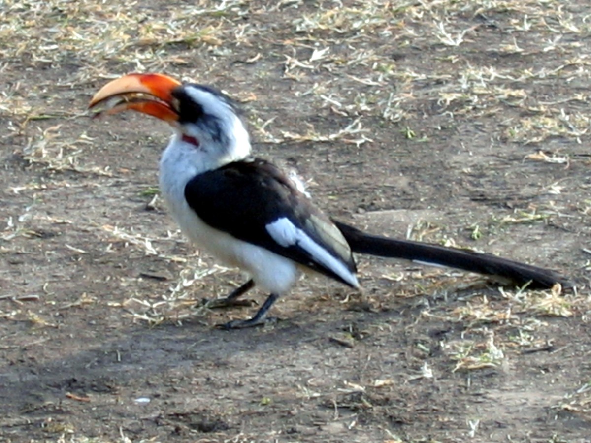 Von der Decken's Hornbill - ML609206976