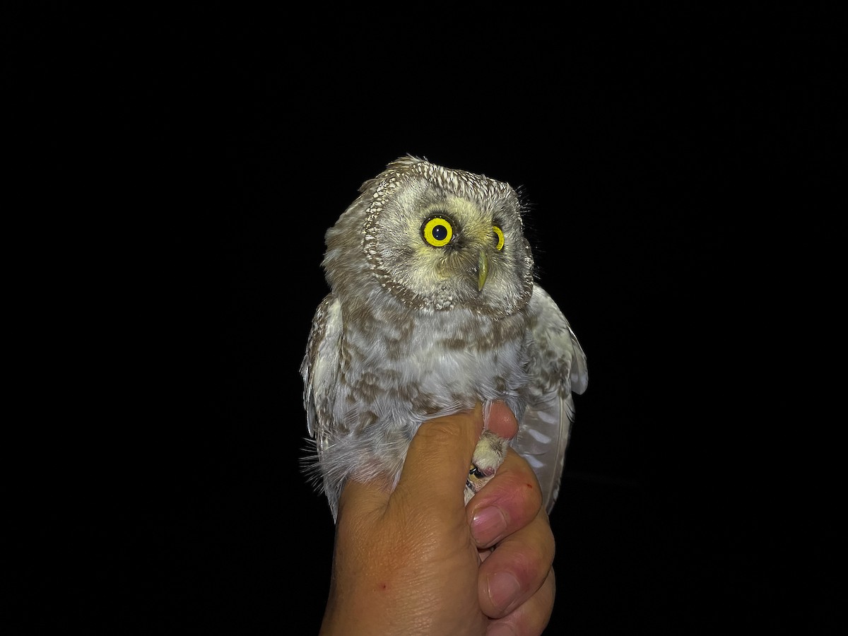 Boreal Owl - ML609206982