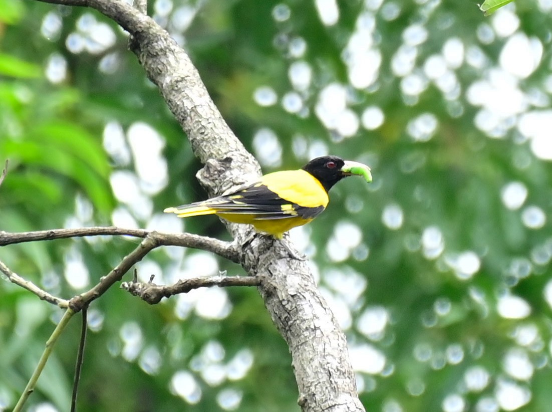 Black-hooded Oriole - ML609207111