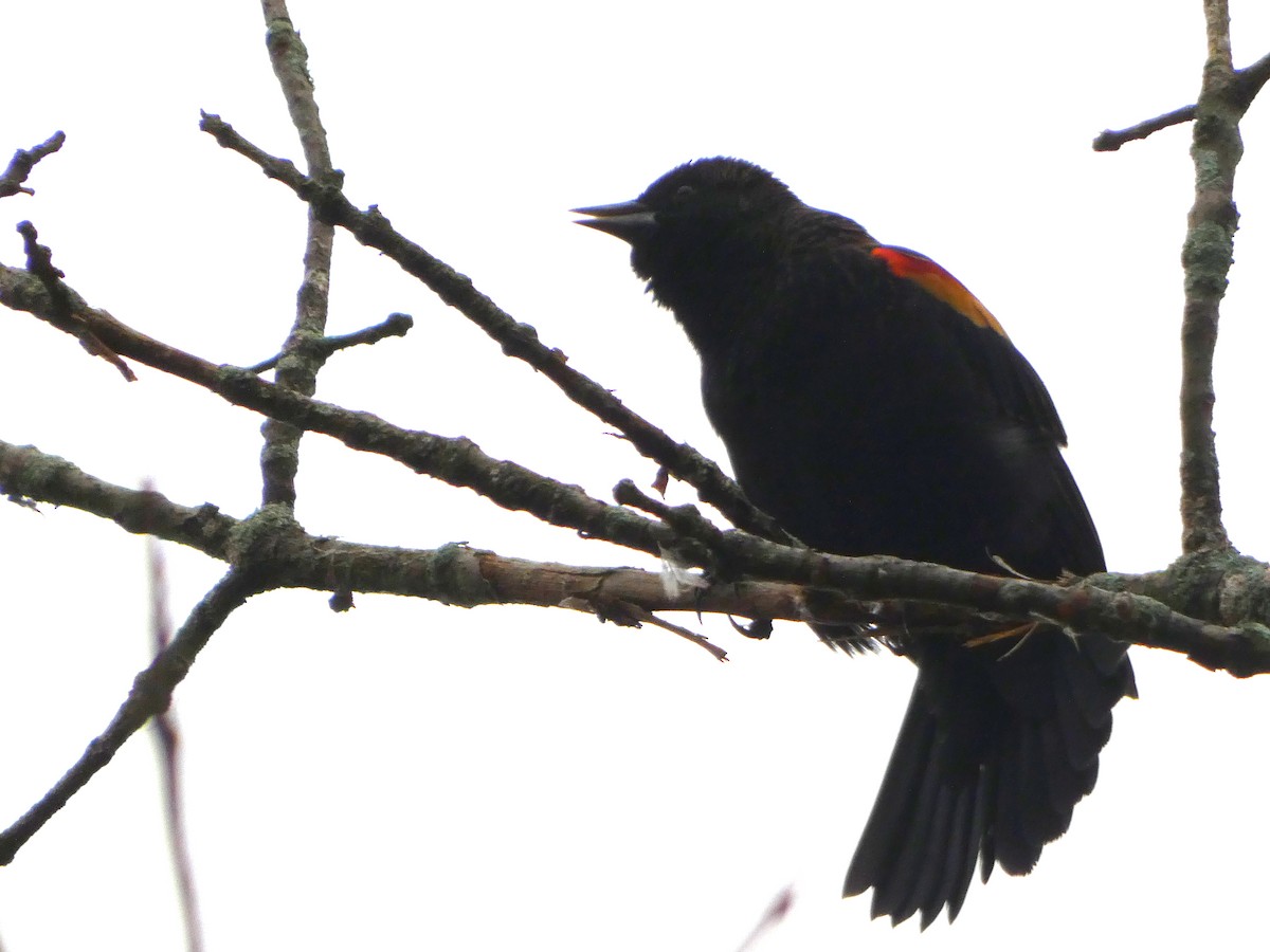 Red-winged Blackbird (Red-winged) - ML609207166