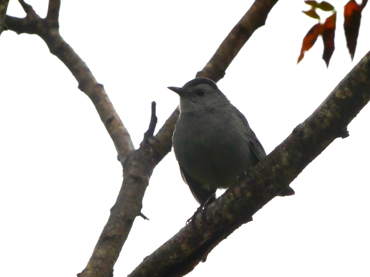 Pájaro Gato Gris - ML609207169