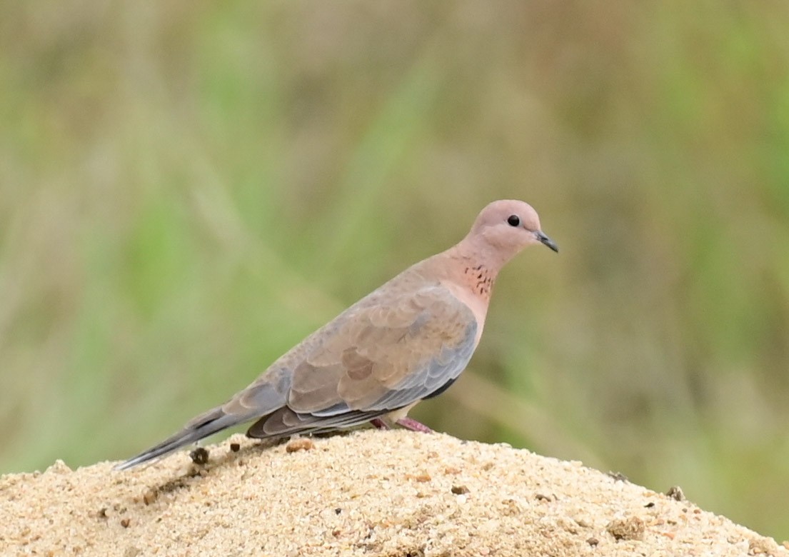 Laughing Dove - ML609207177