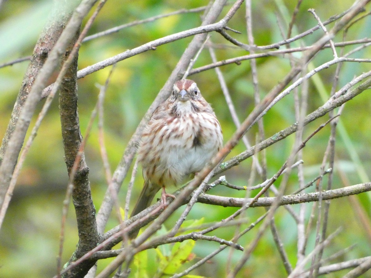 Song Sparrow (melodia/atlantica) - ML609207194