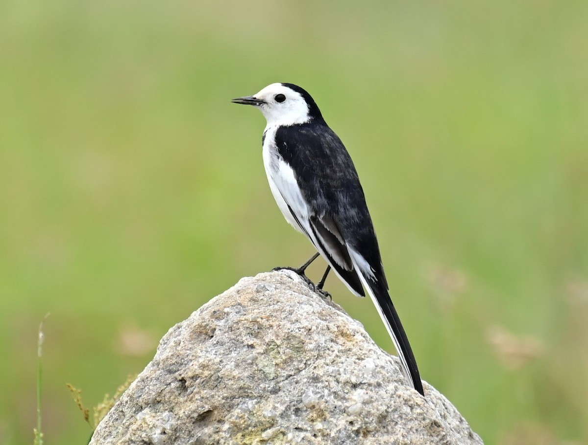 White Wagtail (Chinese) - ML609207249