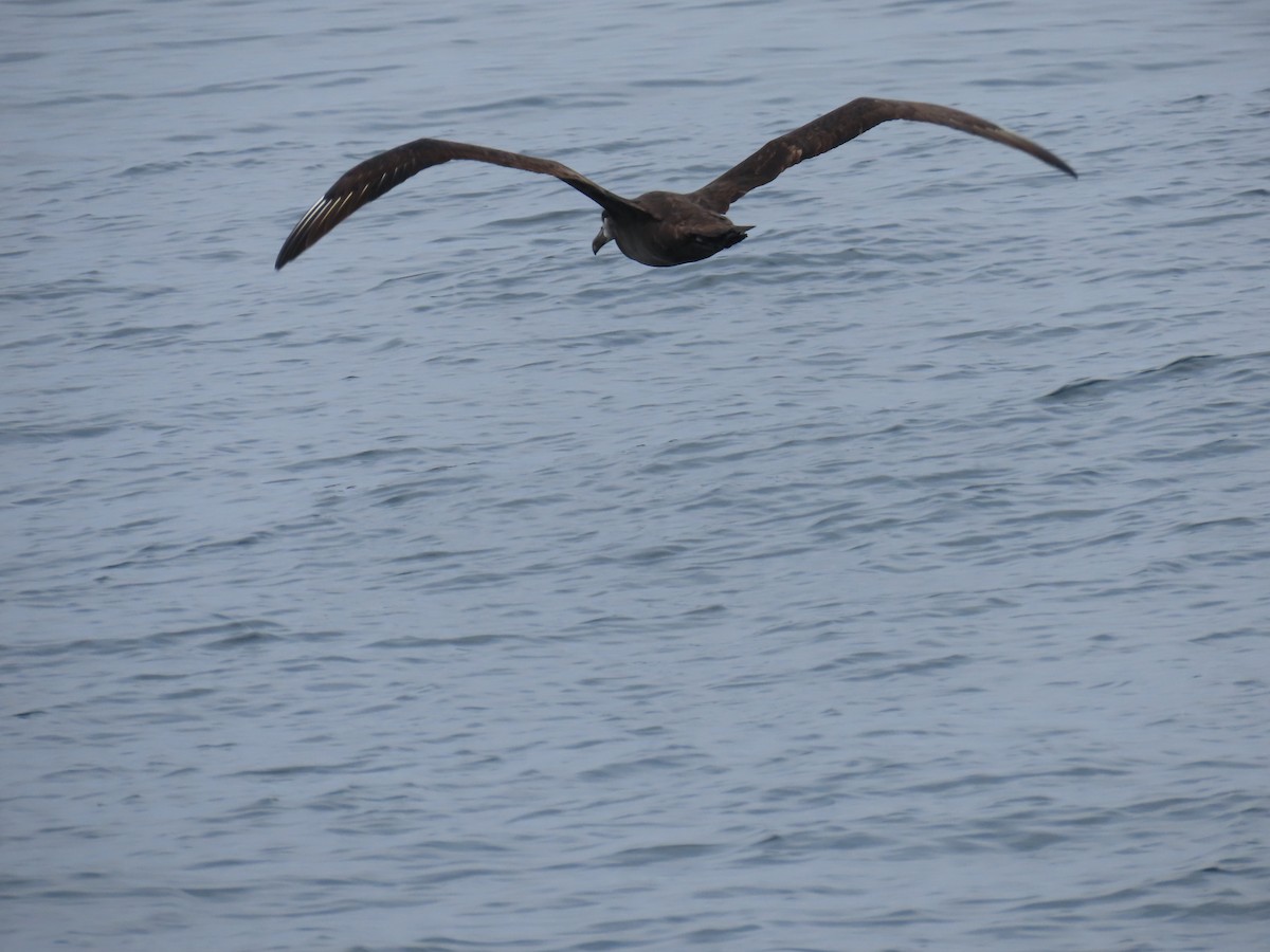 Albatros à pieds noirs - ML609207356