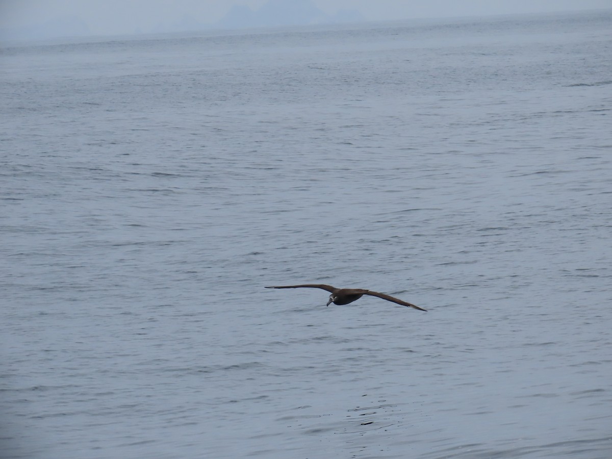 Albatros à pieds noirs - ML609207357