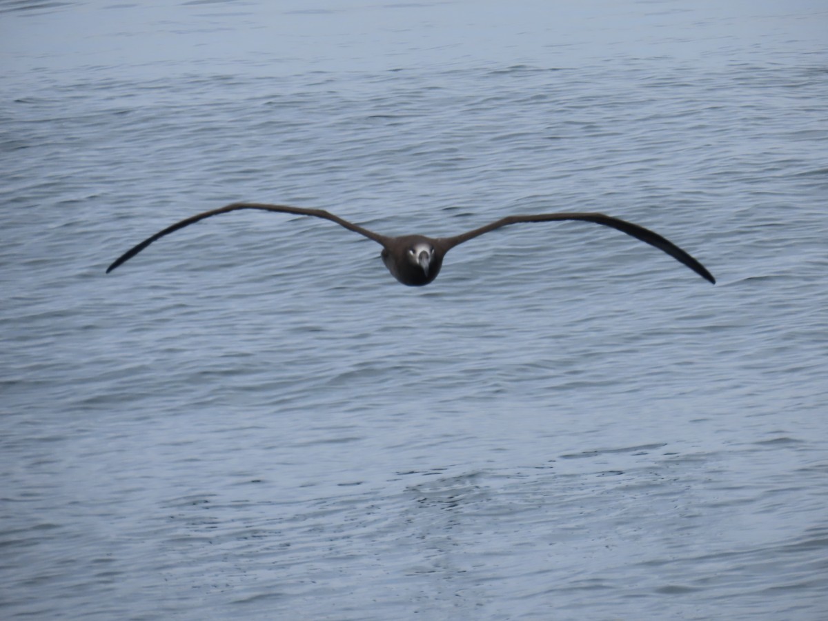 Albatros à pieds noirs - ML609207358