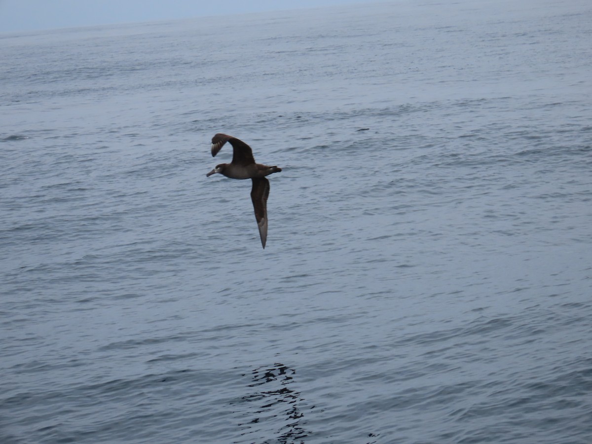 albatros černonohý - ML609207359
