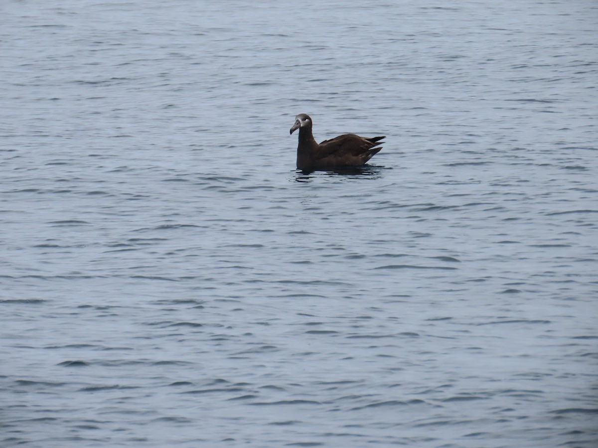 Albatros à pieds noirs - ML609207360