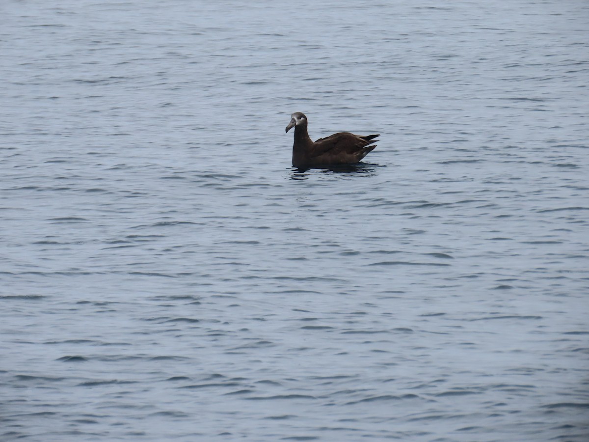 Black-footed Albatross - ML609207360