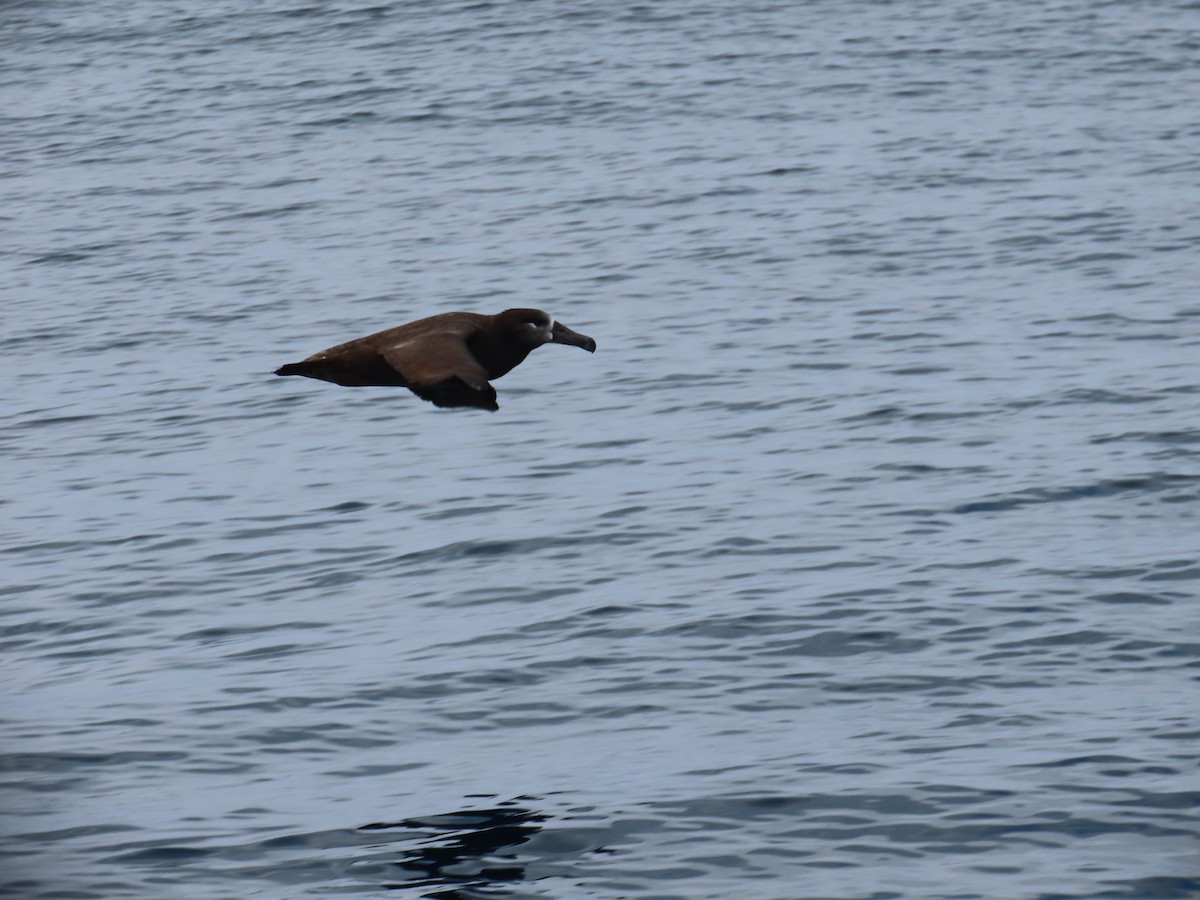 Albatros à pieds noirs - ML609207361