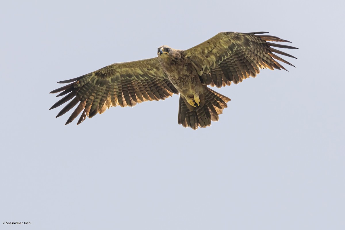 Tawny Eagle - ML609207394