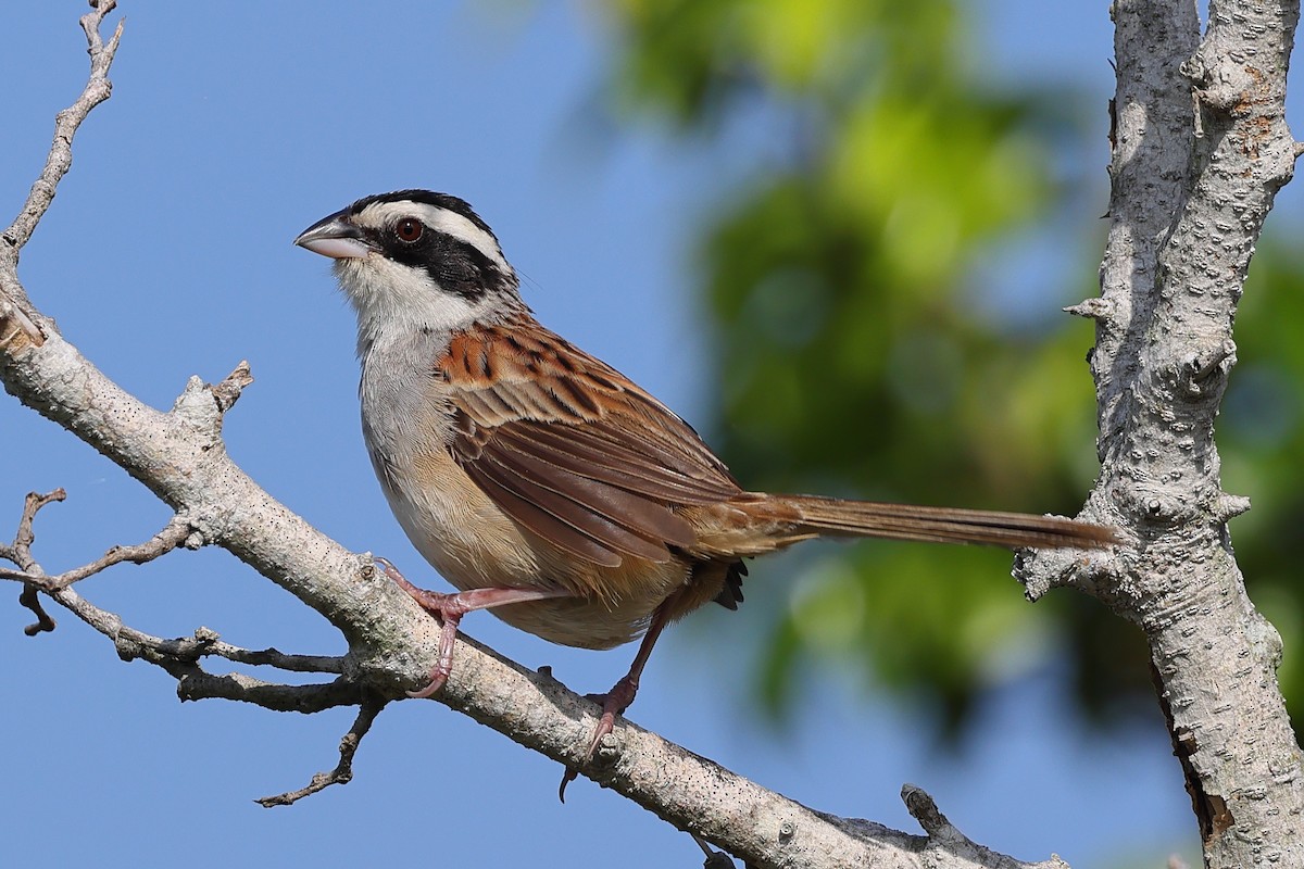 Stripe-headed Sparrow - ML609207551