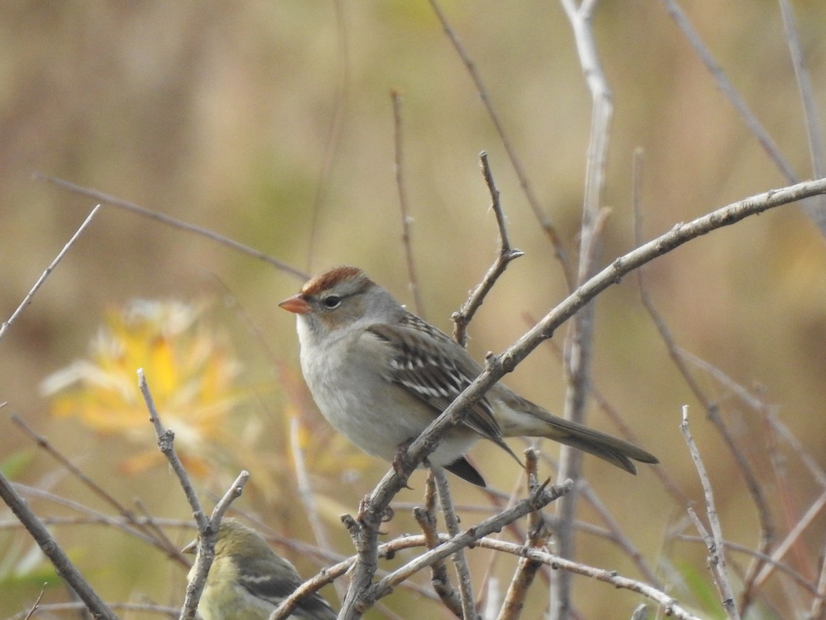 White-crowned Sparrow - ML609207657