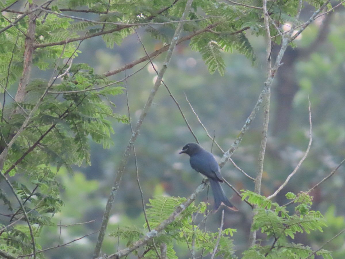 White-bellied Drongo - Chinmay Sawant