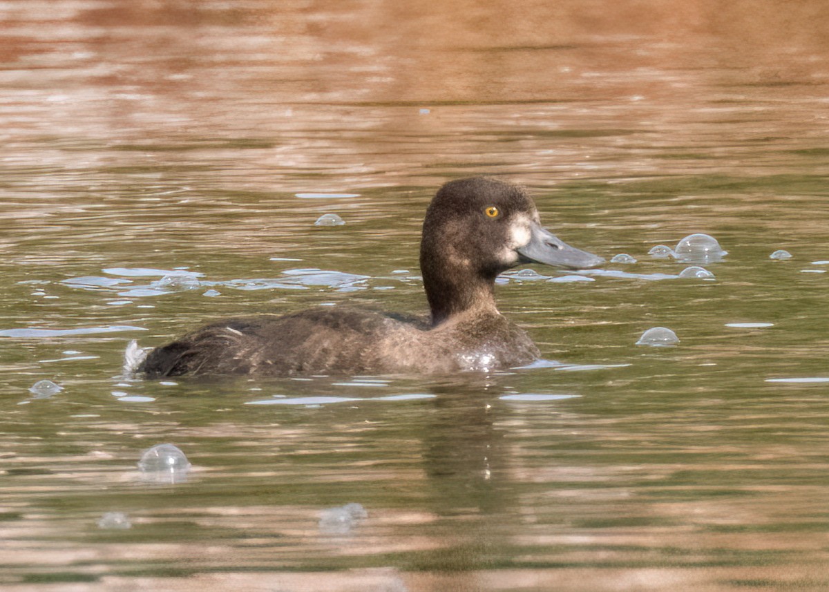 Lesser Scaup - ML609207733