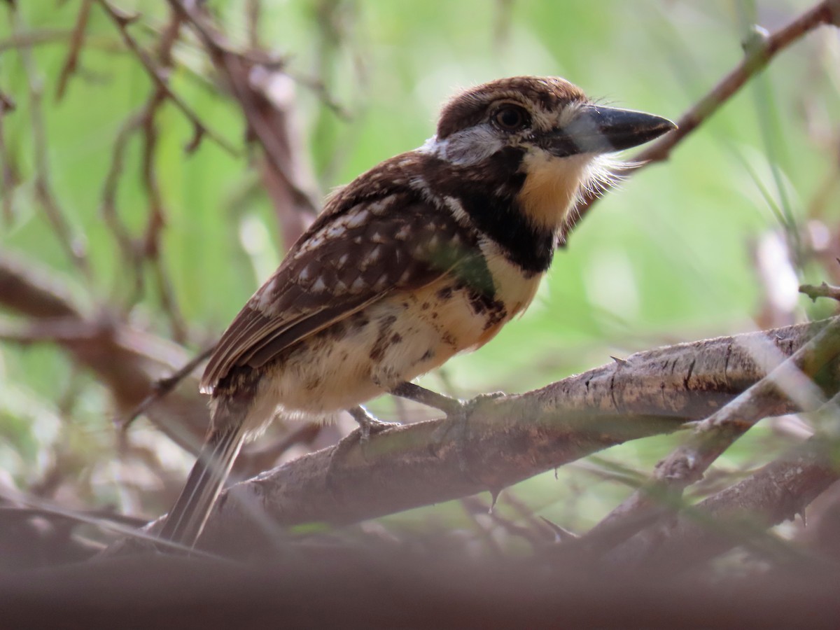 Two-banded Puffbird - ML609207802