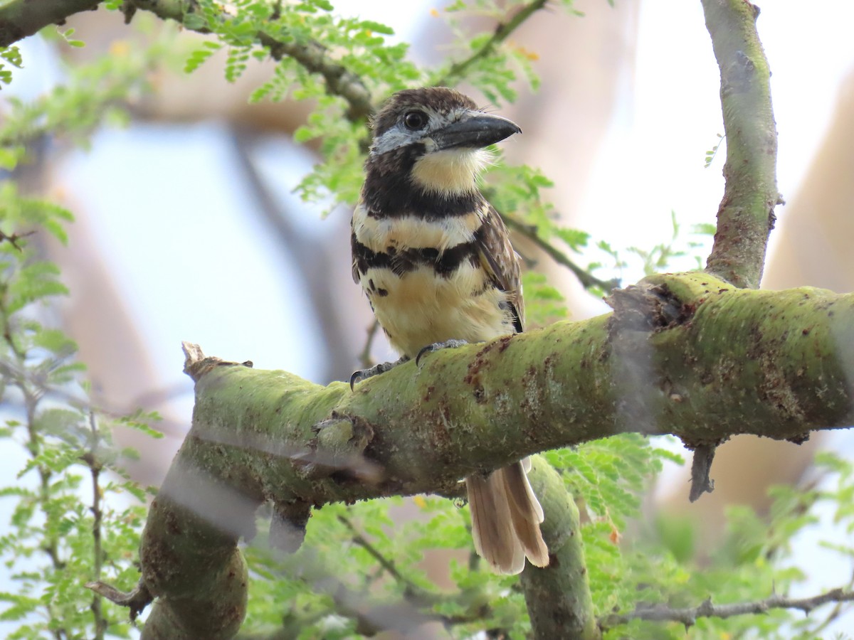 Two-banded Puffbird - ML609207815