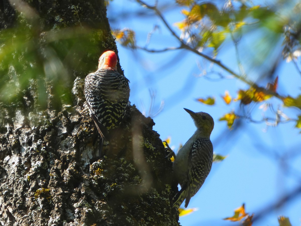 Red-bellied Woodpecker - Pipilo erythrophthalmus