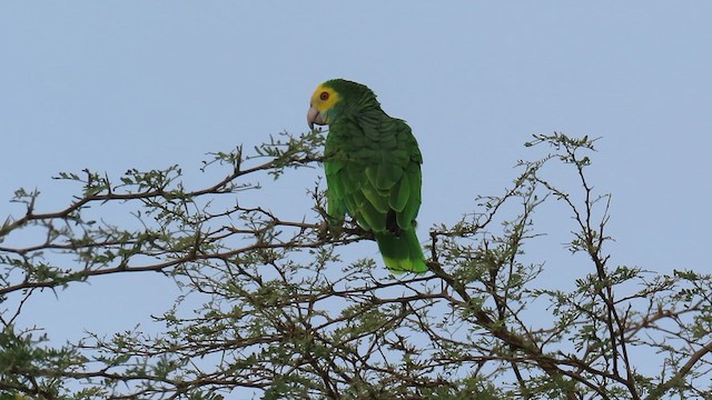 Amazone à épaulettes jaunes - ML609207826