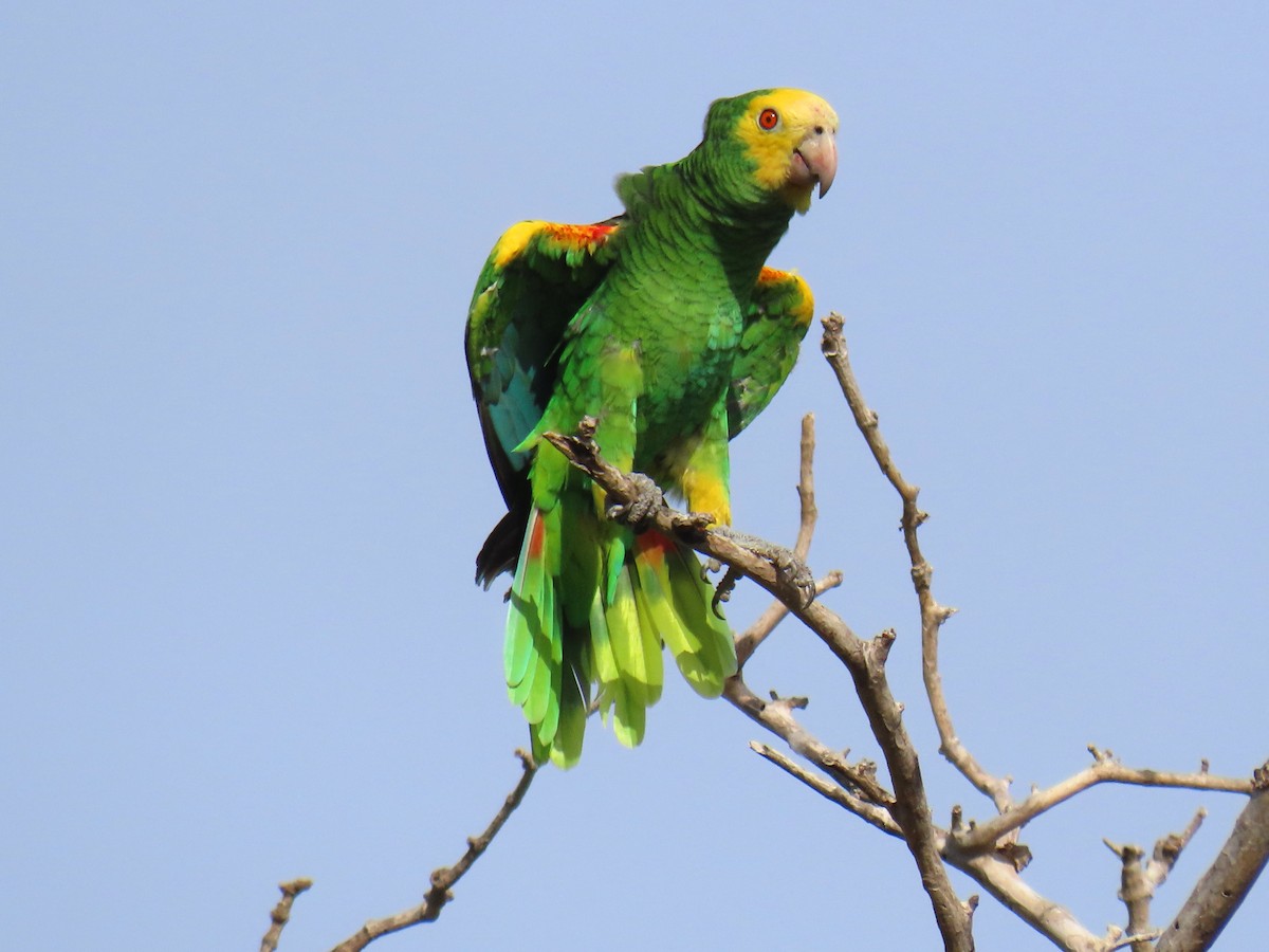 Yellow-shouldered Amazon - ML609207849