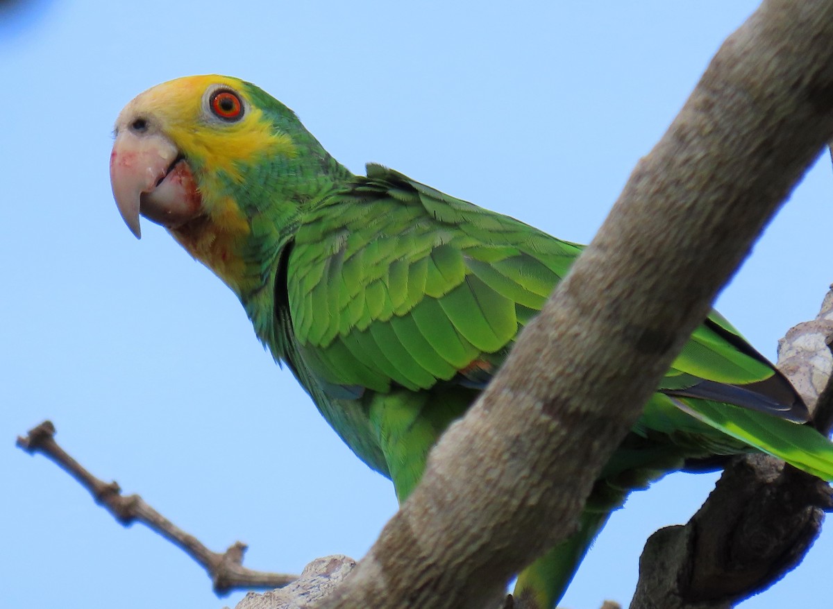 Yellow-shouldered Amazon - ML609207862