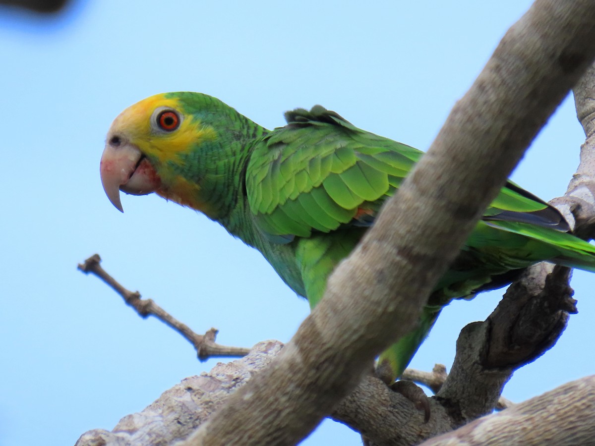 Yellow-shouldered Amazon - ML609207864