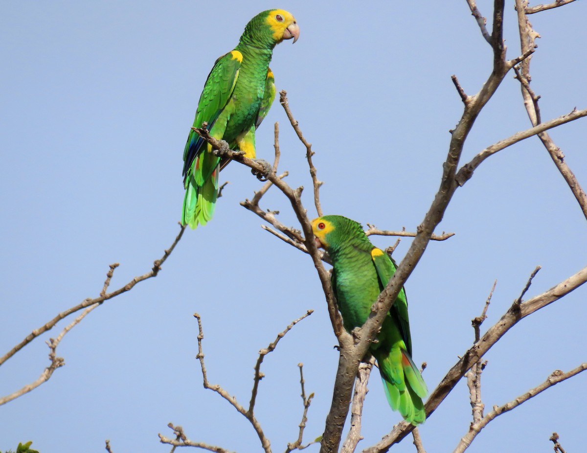 Yellow-shouldered Amazon - ML609207867