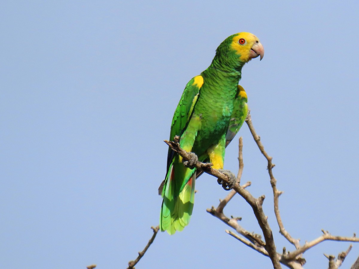 Yellow-shouldered Amazon - Thore Noernberg