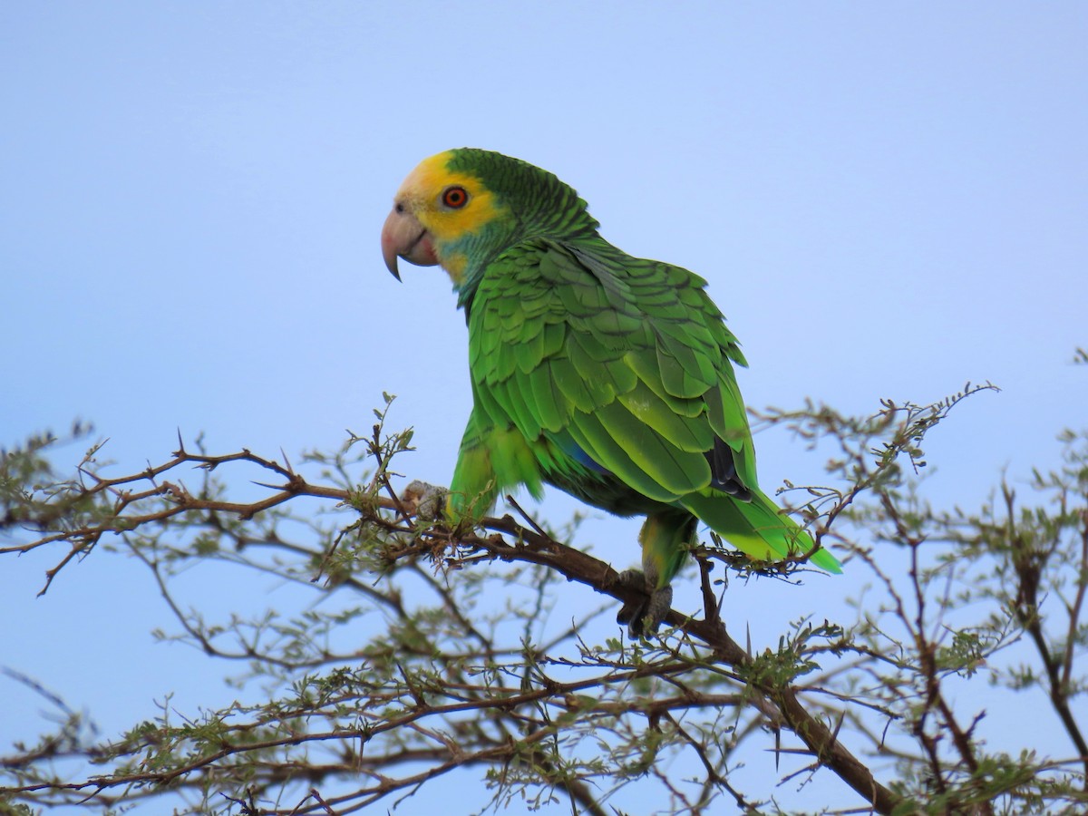 Yellow-shouldered Amazon - ML609207873