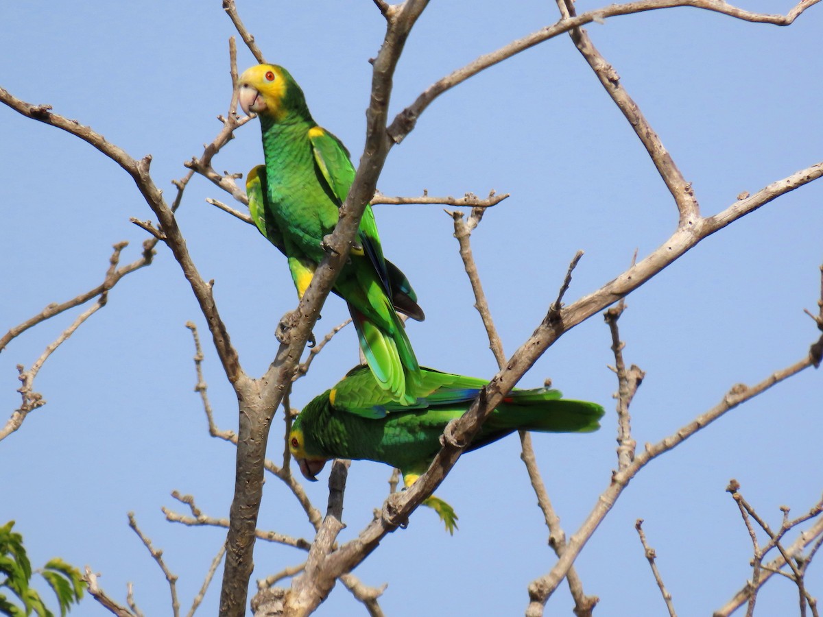 Yellow-shouldered Amazon - ML609207876