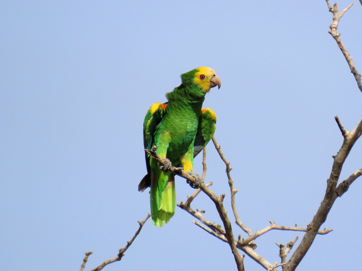 Yellow-shouldered Amazon - ML609207883