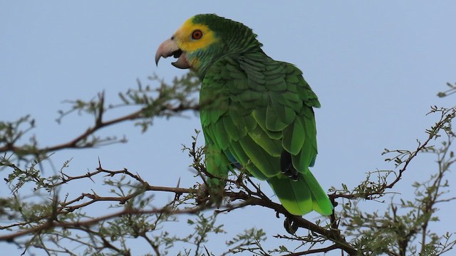 キボウシインコ - ML609207884