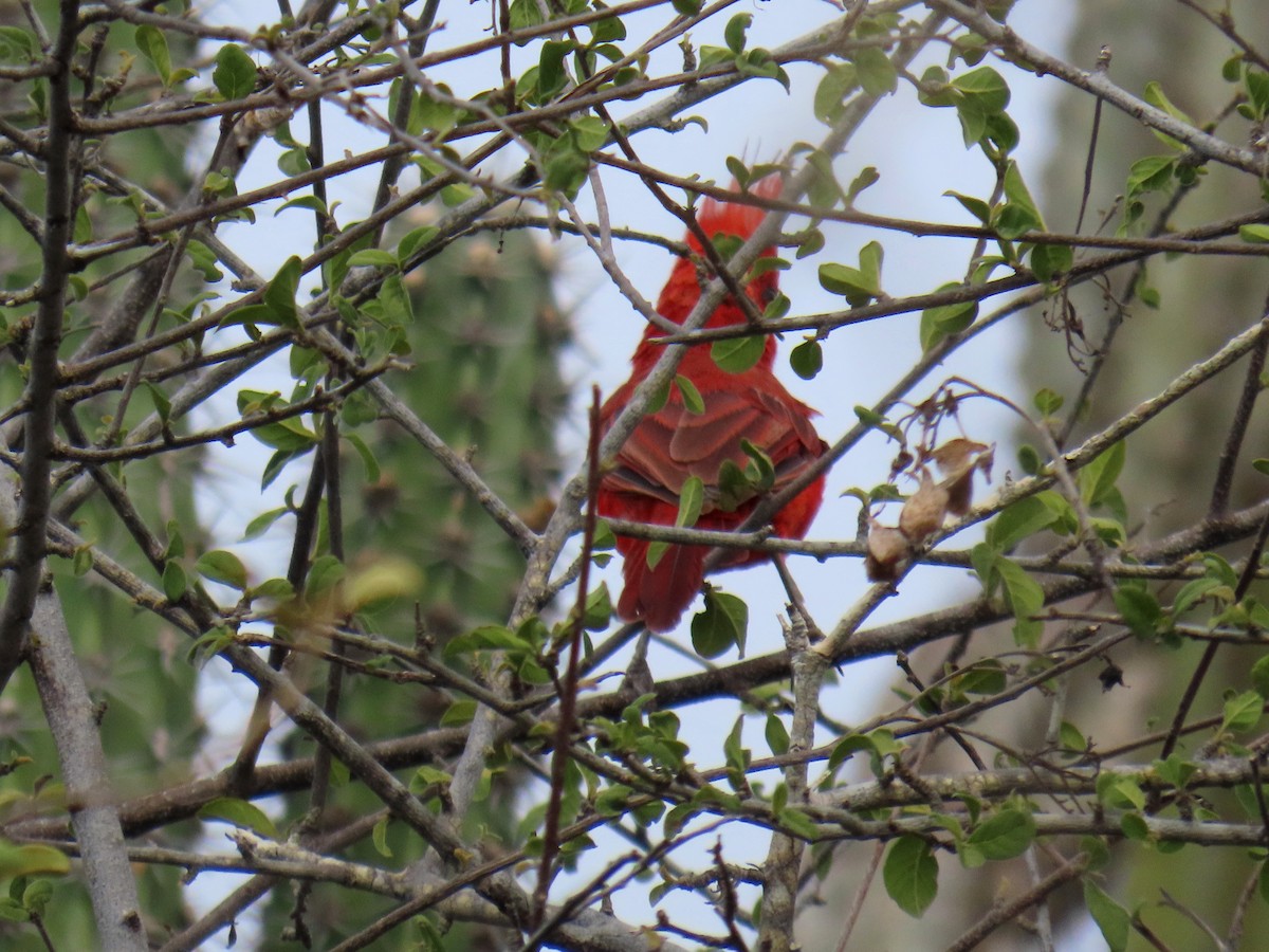 Vermilion Cardinal - ML609207896