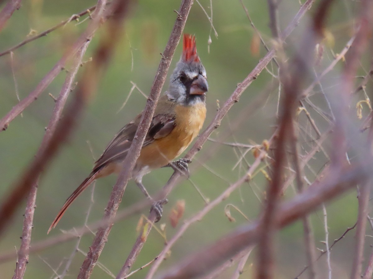 Vermilion Cardinal - ML609207902