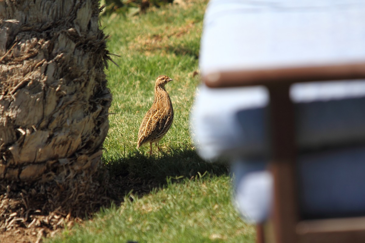 Common Quail - ML609208071