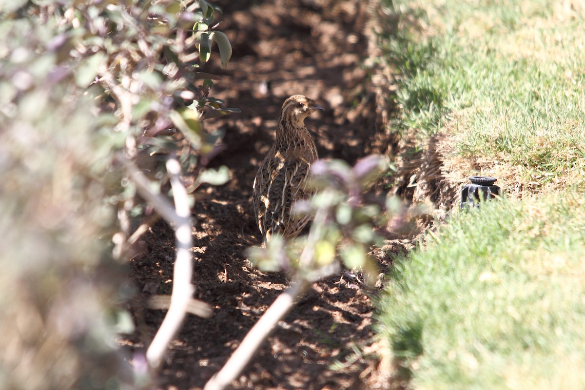 Common Quail - ML609208072